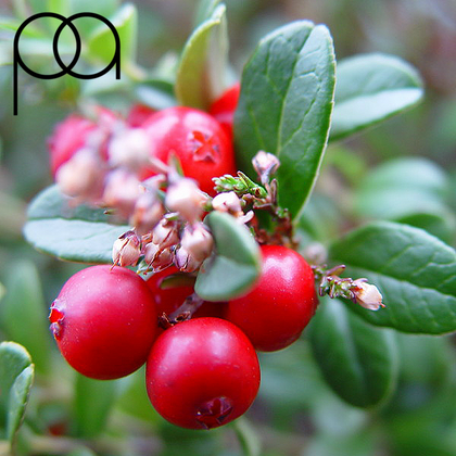 PERFUMER'S APPRENTICE - 10ML WINTERGREEN (ΓΛΥΚΙΑ ΜΕΝΤΑ) ΣΥΜΠΥΚΝΩΜΕΝΟ ΑΡΩΜΑ