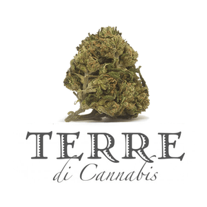 TERRE DI CANNABIS - PERLA 2γρ, 20% CBD / ΜΗ-ΨΥΧΟΤΡΟΠΙΚΗ ΦΑΡΜΑΚΕΥΤΙΚΗ ΚΑΝΝΑΒΗ
